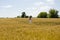 Optimistic female smiling in wheat field. stylish young woman. girl with windy hair. Young caucasian woman joyful and carefree.