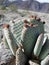 Opuntia basilaris cactus in mojave desert