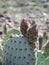 Opuntia basilaris cactus in mojave desert