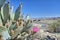 Opuntia basilaris known as beavertail cactus