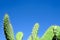 Opuntia cacti against blue sky