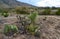 Opuntia cacti and other desert plants in the mountains landscape in New Mexico, USA