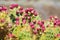 Opuntia cacti plant with ripe red fruits