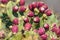 Opuntia cacti plant with ripe red fruits