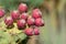 Opuntia cacti plant with ripe red fruits