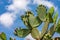 Opuntia cactus against blue sky.