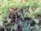 Opuntia cactus bush