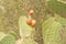 Opuntia Cactus and Cactus Fruits on the Blue Sky Background. Family Cactaceae. America, Mexico, Spain, Italy