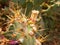 Opuntia cactus faded. Sabra. Pear-shaped fruit