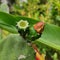 Opuntia cactus flower buds, beautiful succulent plants