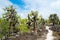 Opuntia cactus forest