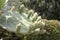 Opuntia cactus with fruit and spiderweb