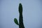 Opuntia cactus grows in a flower pot in July. Berlin, Germany