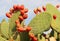 Opuntia cactus with large flat pads and red thorny edible fruits. Cactaceae. Prickly pears fruit. Sabra Fruit. Sabra cacti