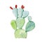 Opuntia cactus. Watercolor illustration. Prickly pear plant. Bright healthy opuntia cacti with red fruit. White