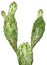 Opuntia cochenillifera or opuntia cactus.