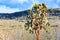 Opuntia echios, or Galapagos Prickly Pear tree, seen on Isla Santa Fe in the Galapagos Islands