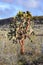 Opuntia echios, or Galapagos Prickly Pear tree, seen on Isla Santa Fe in the Galapagos Islands