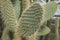 Opuntia Echios plants