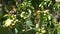 Opuntia Ficus - Indica