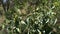 Opuntia Ficus - Indica
