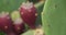 Opuntia ficus-indica - Barbary Fig