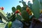 Opuntia ficus-indica, cacti with red edible fruits growing on the island of Gozo among the ancient ruins, Malta