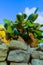 Opuntia ficus-indica, cacti with red edible fruits growing on the island of Gozo among the ancient ruins, Malta