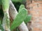 Opuntia ficus indica, CACTUS leaf Opuntia microdasys booming in garden