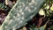 Opuntia ficus-indica with cochineal lice