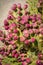 Opuntia Ficus Indica Figs