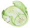 Opuntia ficus indica - prickly pear peeled fruits handmade illustration