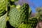 Opuntia green bush with needles