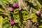 Opuntia green bush with red fruits