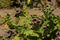 Opuntia green bush with red fruits