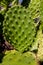 Opuntia green bush with red fruits
