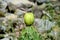 Opuntia green fruit