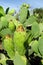 Opuntia green fruits and leaves