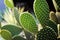 Opuntia, Green prickly pear cactus desert plants close up