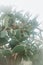 Opuntia leucotricha or arborescent pricklypear growing
