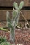 Opuntia leucotricha a tree-like cactus, native to mountain areas in mexico