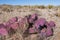 Opuntia macrocentra, Purple Prickly Pear cactus
