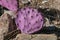 Opuntia macrocentra, Purple Prickly Pear cactus