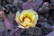 Opuntia macrocentra Purple Pricklypear in-bloom