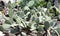 Opuntia microdasys angel wings, bunny cactus or polka-dot cactus