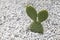 Opuntia Microdasys, Bunny Ear cactus, a succulent plant with small white pebbles in the rock garden.