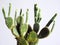 Opuntia microdasys, Bunny Ear plant cactus succulent hobby lifestyle art gardening tree houseplant home leisure selective focus