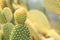 Opuntia microdasys or Bunny ears cactus