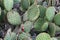 Opuntia Microdasys cactus plant in the mountain