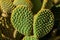 Opuntia microdasys cactus stem with polka-dot like pattern created by the yellow glochids clusters